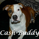 (Cash) Buddy 2015